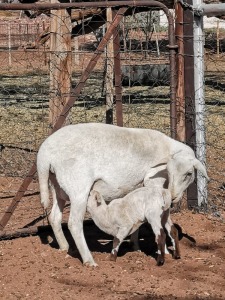 2+2X MEATMASTER OOI/EWE Harrisdale Meatmasters (Pay per animal to take all in lot)