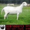 LOT 57 3X MEATMASTER OOIE/EWE COLLEN MEATMASTERS(PER STUK OM LOT TE NEEM/PER PIECE TO TAKE THE LOT) - 2