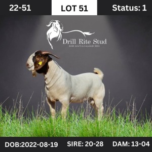 1X Boer Goat Buck Drill Rite