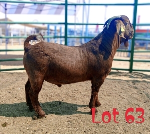 1X Kalahari Red Doe Katjiova Quality Goat Breeders