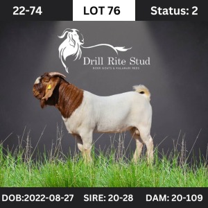 1X Boer Goat Buck Drill Rite