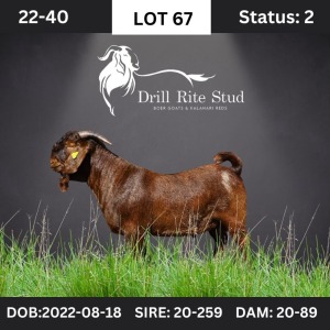 1X Kalahari Red Buck Drill Rite