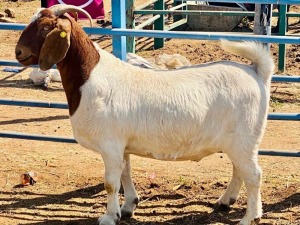 1X Boer Goat Castrate Bushra Stud