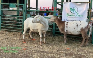 2X VeldMaster Ewe Khudiri Farms (Pay per Animal)