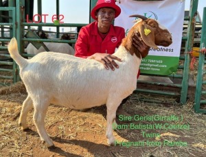 1X Boer Goat Doe Khudiri Farms