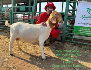 1X Boer Goat Doe Khudiri Farms