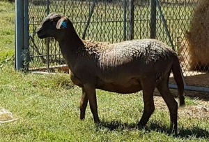 1X OOI/EWE B3 Genetics - Charles Freeme - 074 207 0007 (Highest Bidder may choose A, B or C of Lot round or take all - Pay per piece. Choice once per Lot round, Rest to take all)