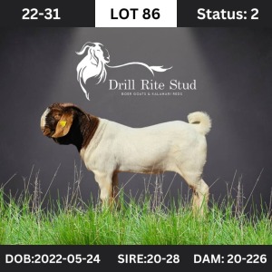 1X Boer Goat Buck Drill Rite