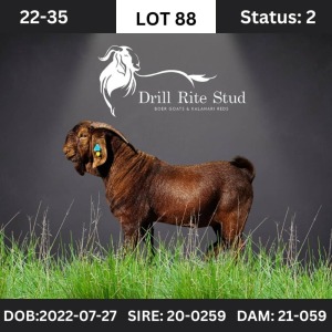 1X Kalahari Red Buck Drill Rite