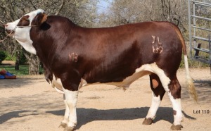 1X Simmental Bull Lussim Simmentalers