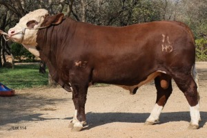 1X Simmental Bull Lussim Simmentalers