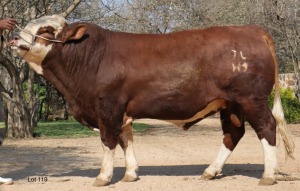 1X Simmental Bull Lussim Simmentalers