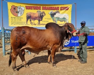 1X Red Brahman Bull Wayside Brahmans Stud