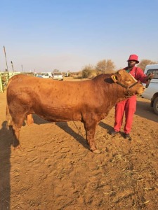 1X Simmental Bull 4TS Simmentalers