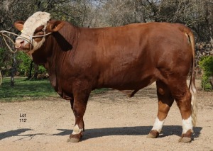 1X Simmental Bull Lussim Simmentalers