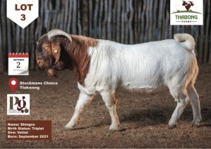 1X Boer Goat Buck THABONG FARMS