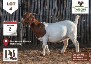 1X Boer Goat Doe THABONG FARMS