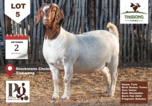 1X Boer Goat Doe THABONG FARMS