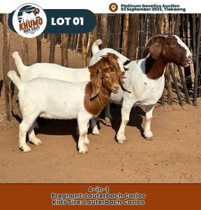 1+2X Boer Goat Doe & Kid KHUMO BOER GOAT STUD