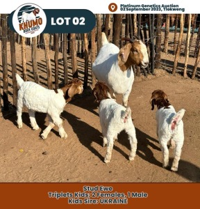 1+3X Boer Goat Doe & Kid KHUMO BOER GOAT STUD