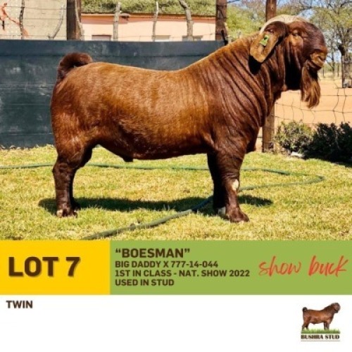 1X Kalahari Red Buck BUSHRA STUD