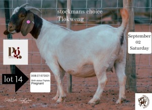 1X Boer Goat Doe ONLC STUD