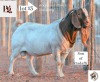 1X Boer Goat Buck ONLC STUD