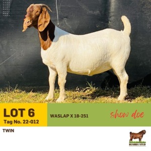 1X Boer Goat Doe BUSHRA STUD