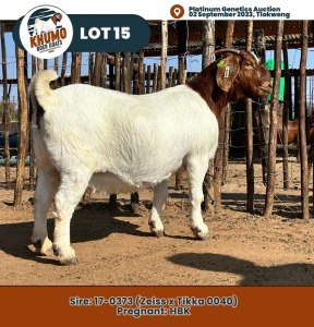 1X Boer Goat Doe KHUMO BOER GOAT STUD