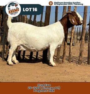 1X Boer Goat Doe KHUMO BOER GOAT STUD