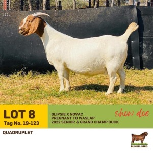 1X Boer Goat Doe BUSHRA STUD