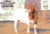 1X Boer Goat Buck TERRYMO STUD