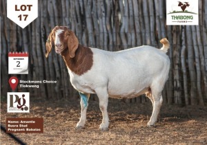 1X Boer Goat Doe THABONG FARMS