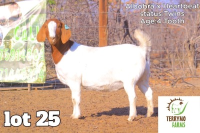 1X Boer Goat Doe TERRYMO STUD