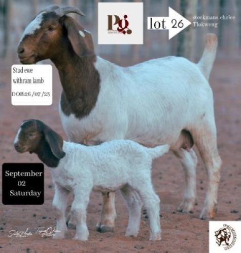 1+1X Boer Goat Doe & Kid ONLC STUD