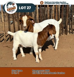 1+1X Boer Goat Doe & Kid KHUMO BOER GOAT STUD