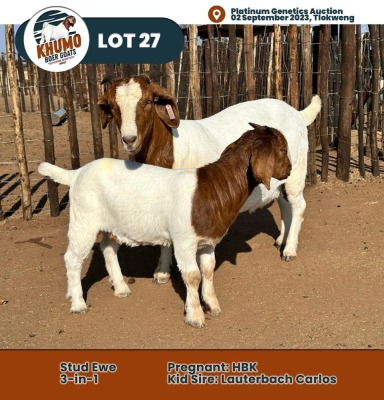 1+1X Boer Goat Doe & Kid KHUMO BOER GOAT STUD