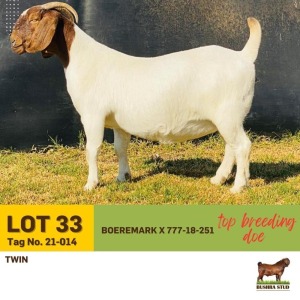 1X Boer Goat Doe BUSHRA STUD