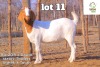 1X Boer Goat Doe TERRYMO STUD