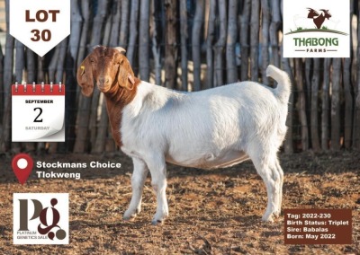 1X Boer Goat Doe THABONG FARMS