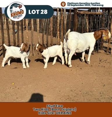 1+1X Boer Goat Doe & Kid KHUMO BOER GOAT STUD