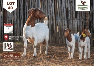 1+2X Boer Goat Doe & Kid THABONG FARMS