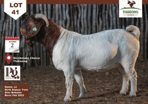 1X Boer Goat Buck THABONG FARMS