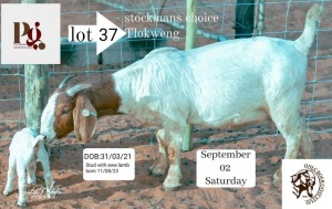 1+1X Boer Goat Doe & Kid ONLC STUD