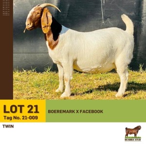 1X Boer Goat Doe BUSHRA STUD