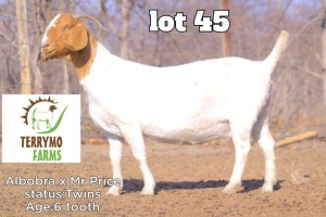 1X Boer Goat Doe TERRYMO STUD