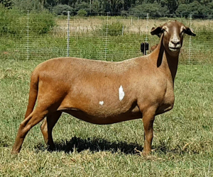 1X OOI/EWE B3 Genetics - Charles Freeme - 074 207 0007 (Highest Bidder may choose A or B of Lot round or take all - Pay per piece. Choice once per Lot round, Rest to take all)