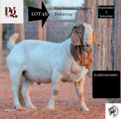 1X Boer Goat Buck ONLC STUD