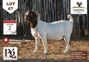 1X Boer Goat Doe THABONG FARMS