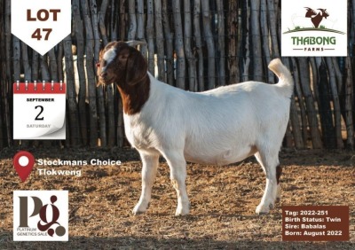 1X Boer Goat Doe THABONG FARMS